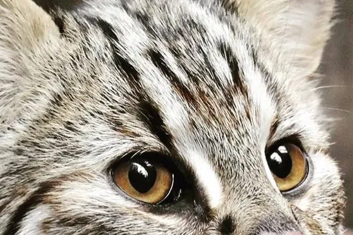 В московском зоопарке появился новый котик. Его фото собрали 3 000 лайков за несколько часов