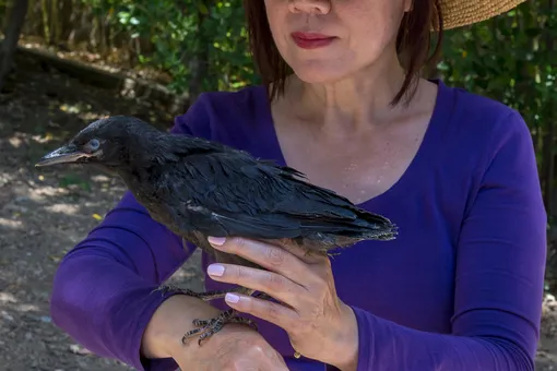 Женщина спасла воронят — когда с её сыном случилась беда, птица вернула долг