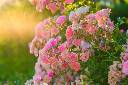 Почему они не расцветут: 7 главных ошибок в осеннем уходе за розами