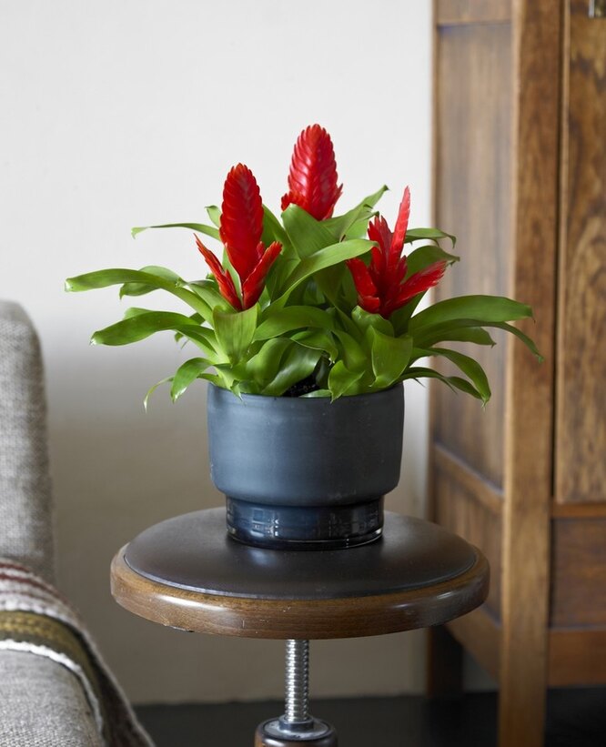Bromelia/фото из открытых источников Bromelia/фото из открытых источников