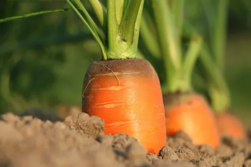 Июльская подкормка моркови для сочности и хруста: финальное удобрение для огромного урожая