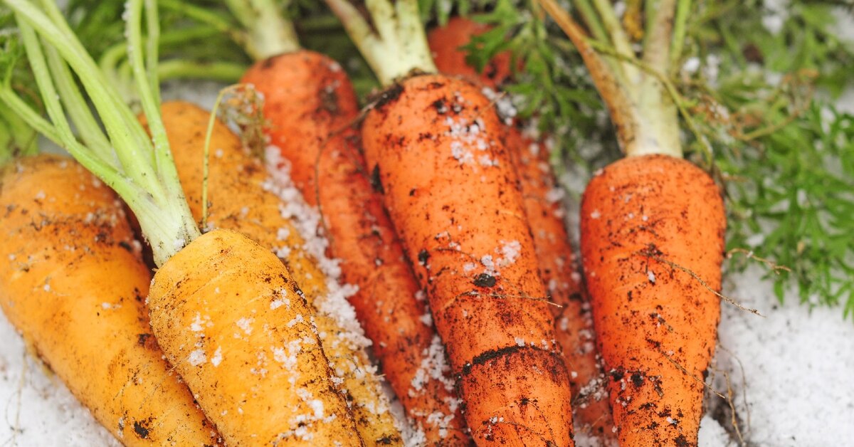 Можно ли оставлять морковь на грядке в зиму?