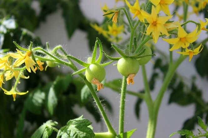 Почему помидоры не цветут, а лишь растят листву: причины и что делать