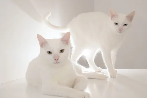 Они безупречны! 18 самых красивых пород белых кошек