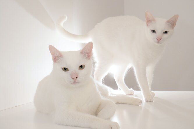 Ни пятнышка: 15+ красивых пород белых кошек