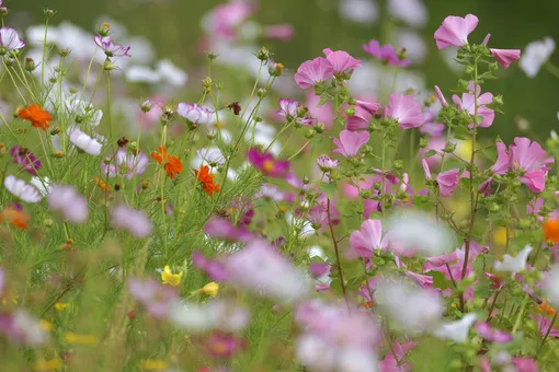 10 красивых цветов, которые можно выращивать без рассады