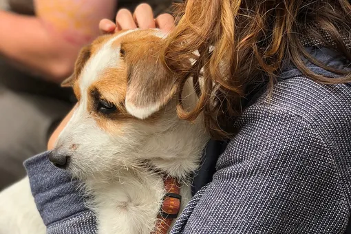 Сотни людей провели праздничный день в приюте, утешая собак во время фейерверков