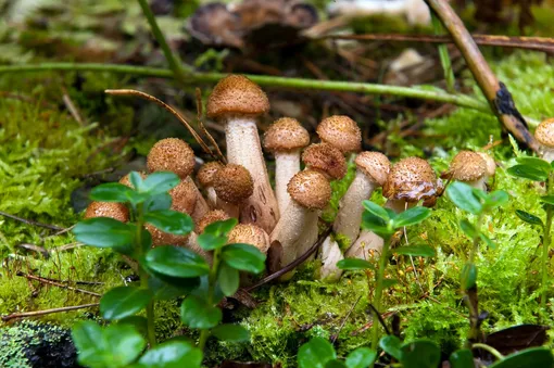 Опята, древесные грибы