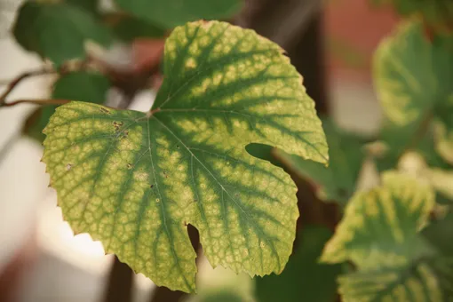 Болезни листьев винограда, описание с фотографиями: хлороз