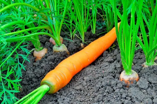 Что нужно моркови в июле для роста?
