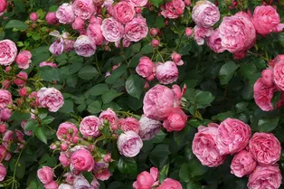 Как правильно выращивать кустовые розы?