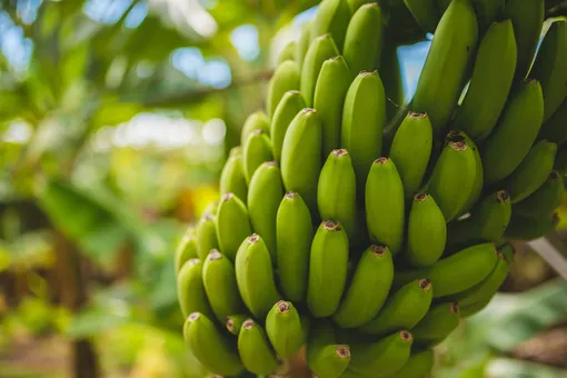 Не подорожают: Россия частично сняла запрет на бананы из Эквадора
