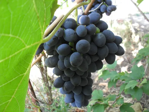 Как правильно сажать виноград Изабелла