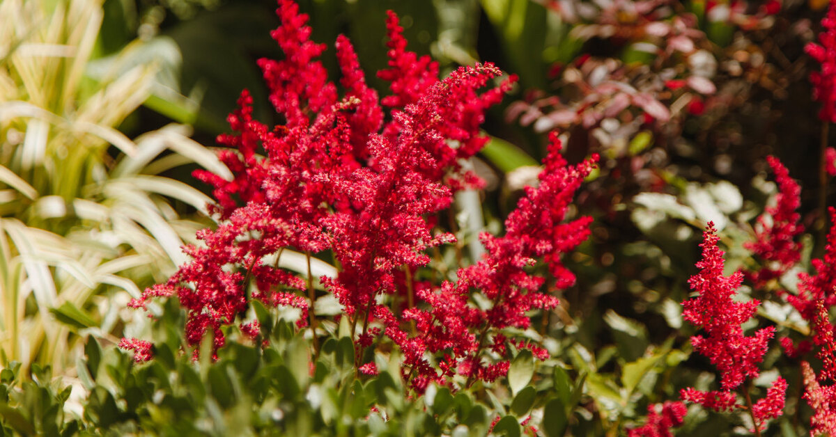 Красные цветы для сада: фото и названия красивых однолетников имноголетников