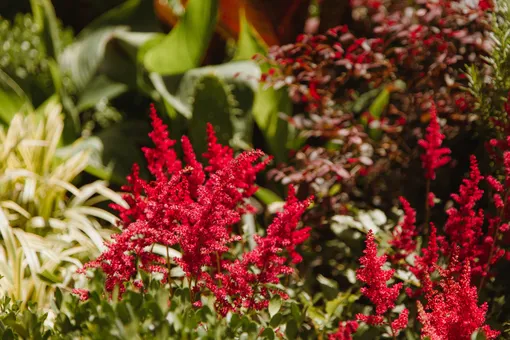 10 красных цветов: подборка лучших однолетников, многолетников и луковичных алых оттенков