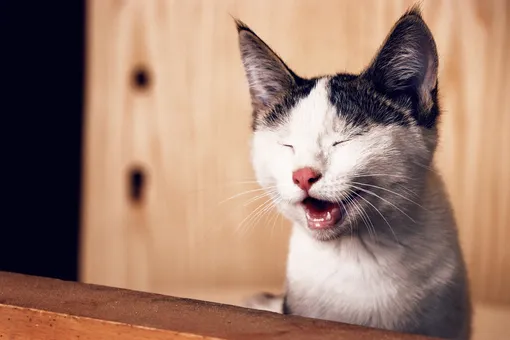Почему кошки морщатся, когда что-то нюхают? Разгадана причина странной привычки