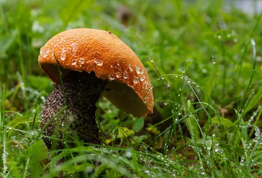 Необходимые условия для роста грибов