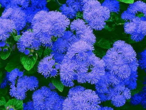 Ageratum