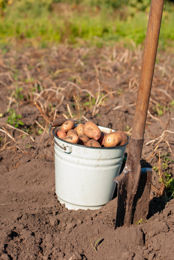 Народные приметы о посадке картофеля: когда сажать картошку и как ухаживатьза картофелем