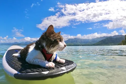 Хокулеа – приютский кот, который открыл в себе неожиданную страсть к серфингу