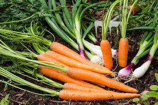 Что лучше сажать рядом с морковью? 8 растений-компаньонов, которые помогут вырасти быстрее и стать вкуснее