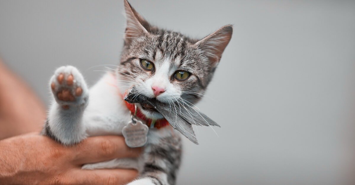 Cat dan. Cat dan