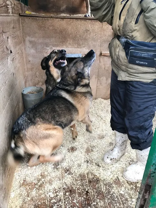 Ласкуша и Любимчик – брати сестра. Фото предоставлены волонтерами приюта и опекунами собак