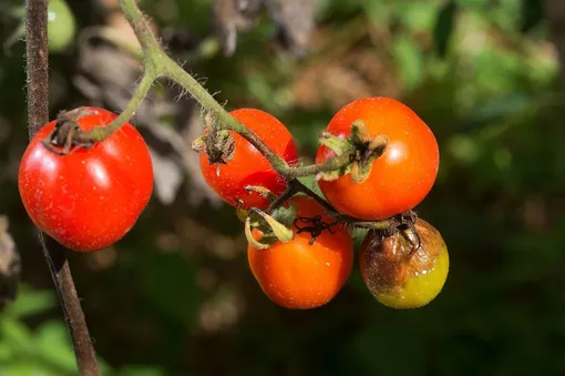 Можно ли использовать семена из томата с фитофторой?