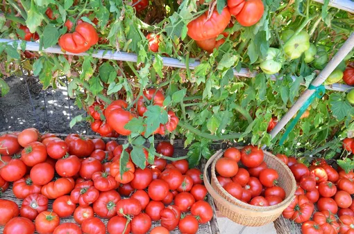 Если использовать бор для томатов в жаркий день, то можно сжечь большую часть листовых пластинок