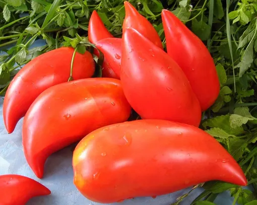 Какие сорта томатов лучше использовать для консервирования и засолки на зиму?