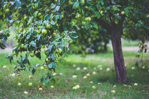 Яблоневый сад фото, защита деревьев от грызунов осенью полезные советы