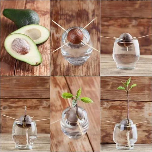 как вырастить косточку авокадо в домашних условиях
