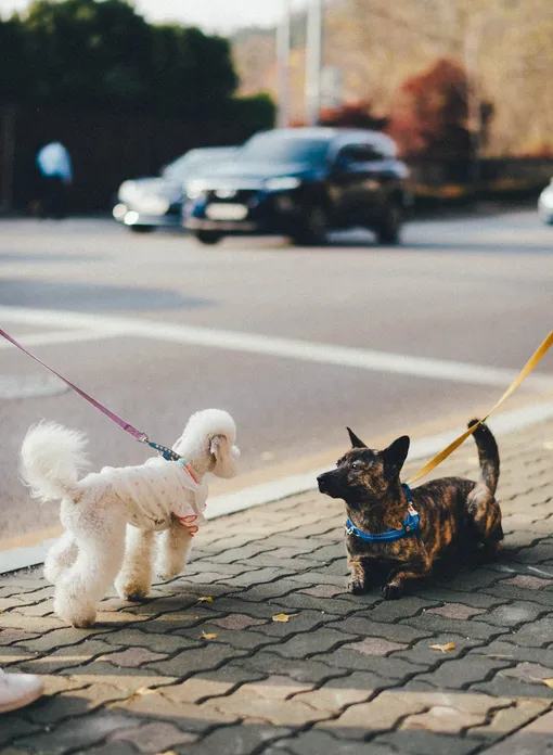 Собаки знакомятся на улице
