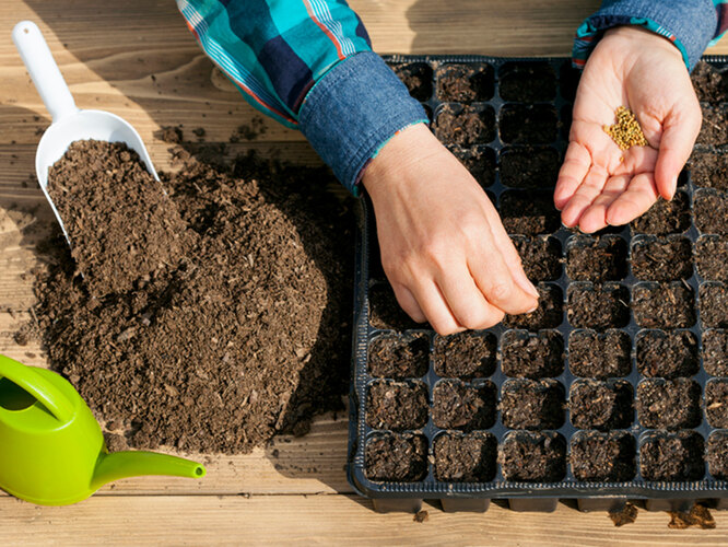 лунный посевной календарь на 2023 год. даты для пересадки комнатных растений. лунный календарь для комнатных растений. лунный календарь посева на 2022 год на рассаду. посадка по лунному календарю 2023.