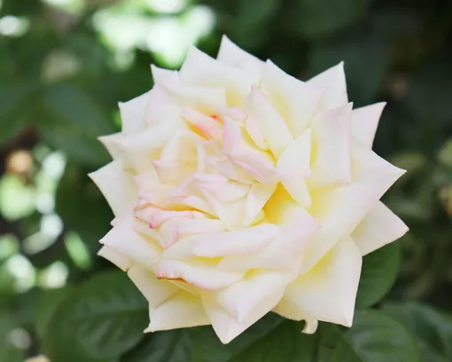 Многие виды роз требуют осенней обрезки и укрытия на зиму