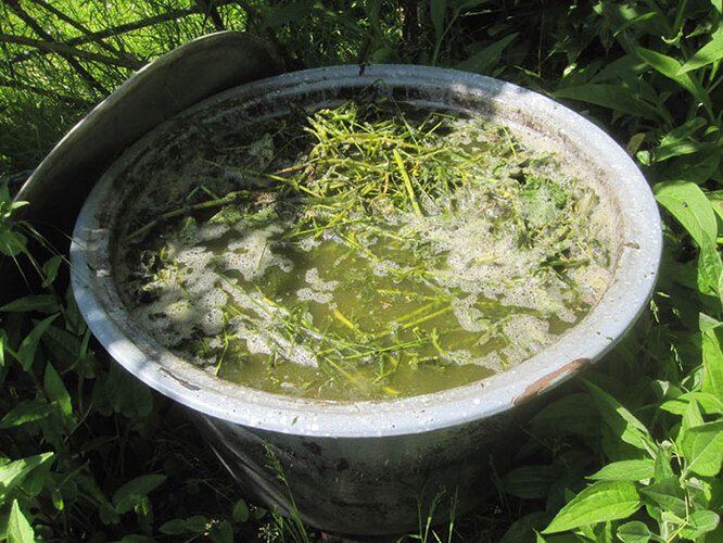 Удобрение из травы в бочке подкормка из сорняков с водой и дрожжами | Зеленое удобрение с навозом | Какую траву использовать