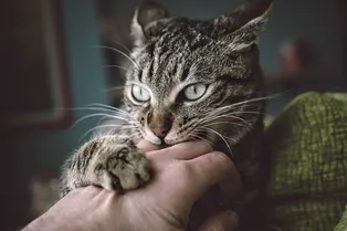18 причин, почему кошка может укусить хозяина, и что с этим делать