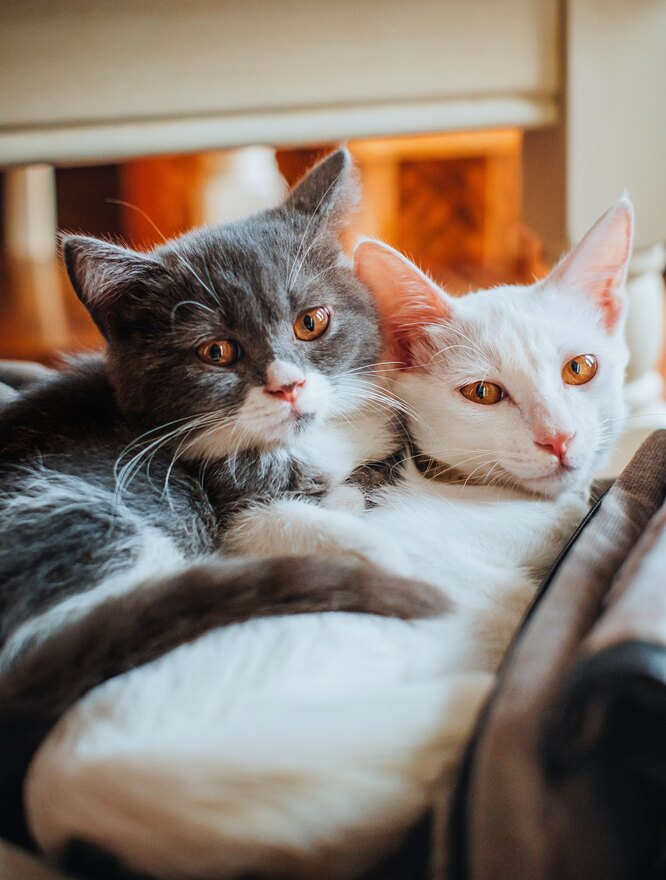 Кого завести: кота или кошку? Плюсы и минусы котов и кошек в квартире