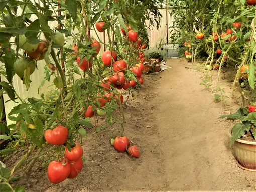 Особенности выращивания томатов «бычье сердце»