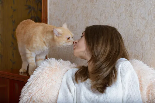 Особенно опасны поцелуи кошек для беременных женщин