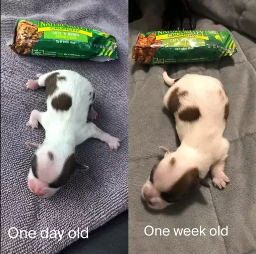 щенок 1 день и 1 неделя