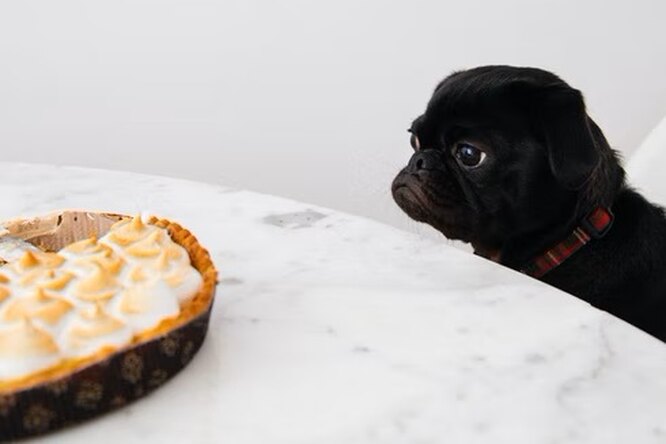 Что можно давать собаке со стола: продукты, которые не опасны для собак