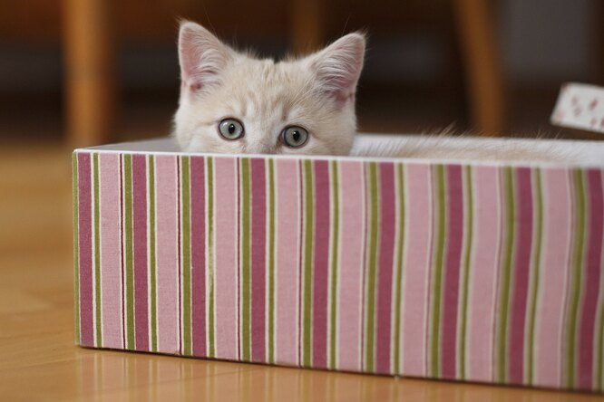 Больше не секрет: учёные объяснили, почему кошки любят сидеть в коробках