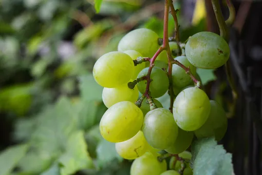 Сорт крупного винограда Аркадия
