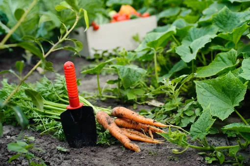 Чем подкормить морковь в июле