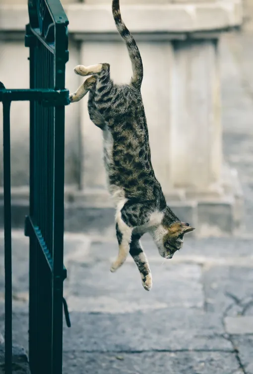 Кошка прыгает на землю