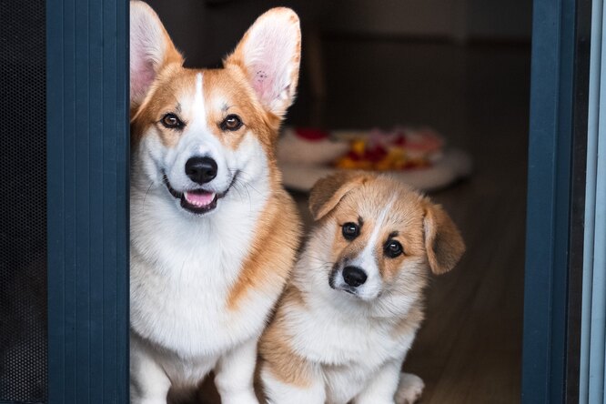 Способы, которыми собаки выражают радость при возвращении хозяина