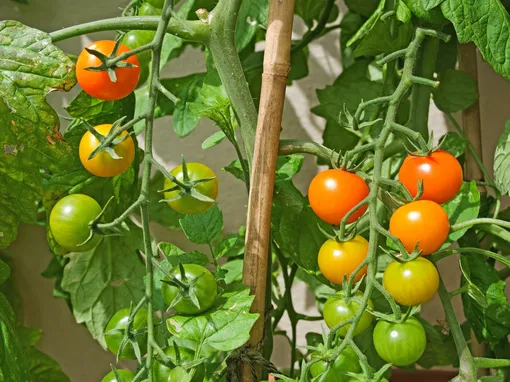 Для выращивания в мешках лучше выбирать низкорослые томаты