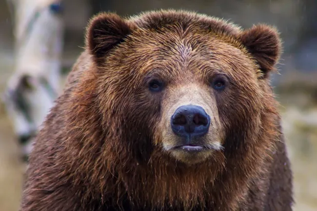 Этого никто не ожидал: чем закончилась для 72-летней туристки попытка сделать селфи с медведицей