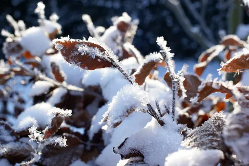 Как снег помогает зимующим растениям и почве